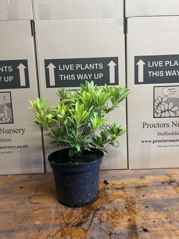 Pieris Temple Bells3