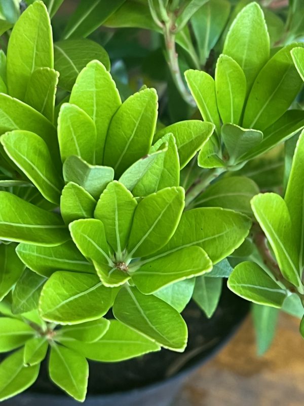 Pieris Temple Bells4