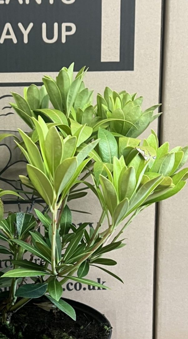 Pieris japonica ‘Temple Bells’