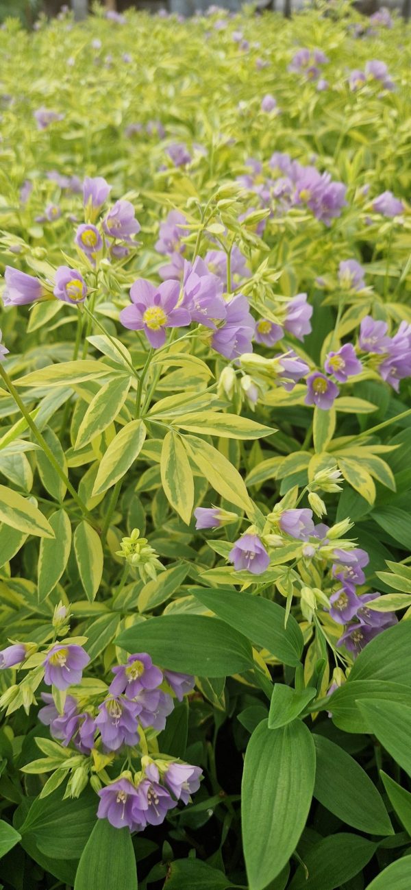 Polemonium 'Golden Feathers'