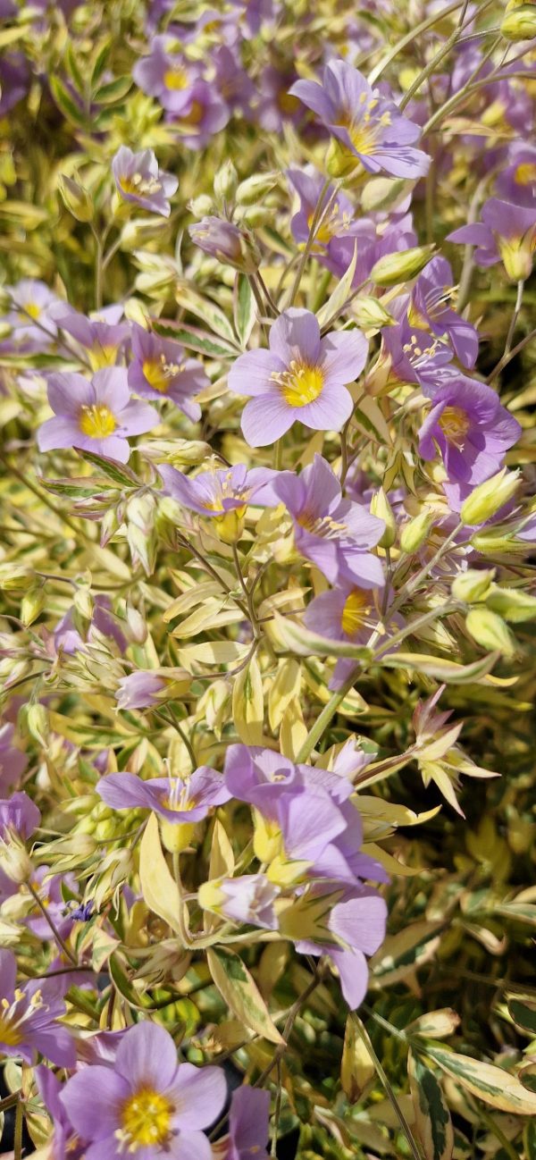 Polemonium 'Golden Feathers' Polemonium 'Golden Feathers'