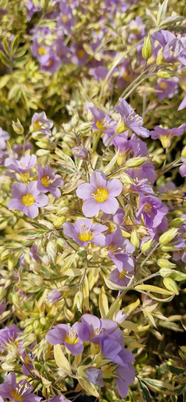 Polemonium 'Golden Feathers'2 Polemonium 'Golden Feathers'