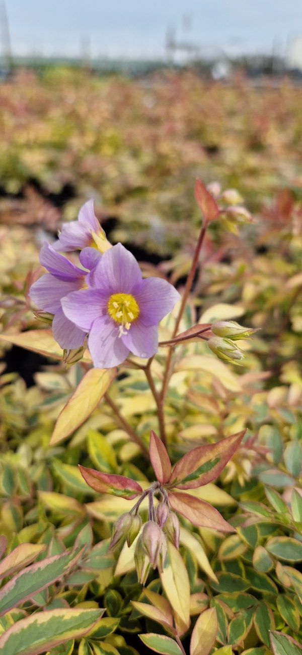 Polemonium golden feathers