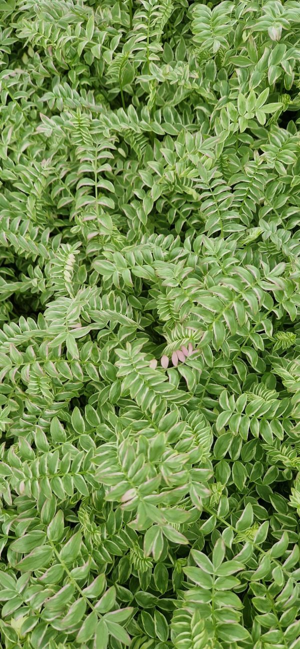 Polemonium yezoense 'Kaleidoscope' 2