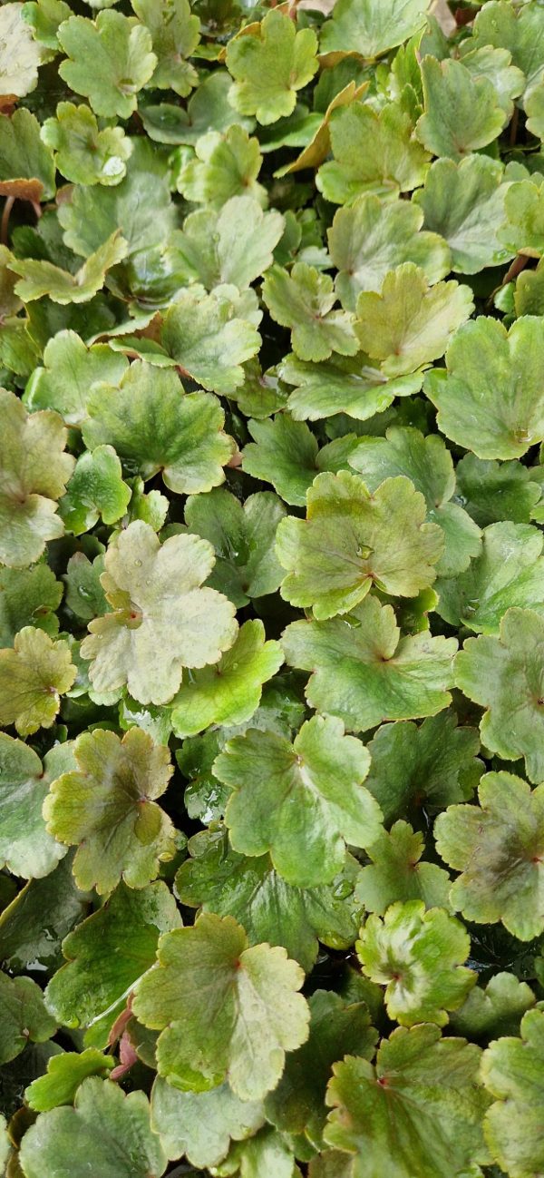 Saxifraga Dancing Pixies 'Thea'