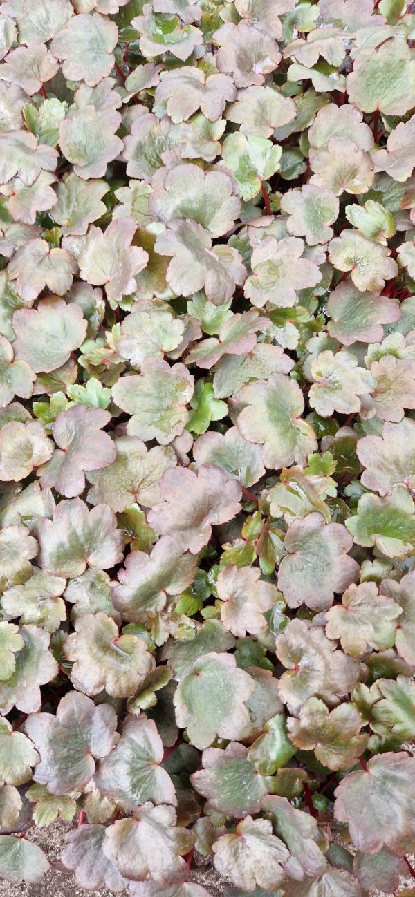 Saxifraga Dancing Pixies 'Tilda'