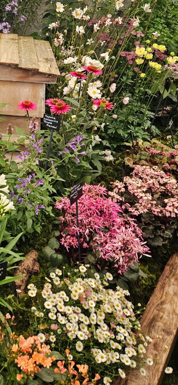 Saxifraga Dancing Pixies 'Tini'