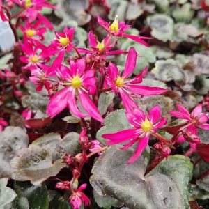 Saxifraga Dancing Pixies 'Tally'