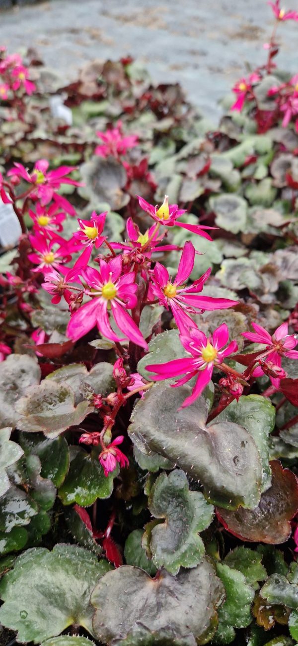 Saxifraga Dancing Pixies 'Tally'