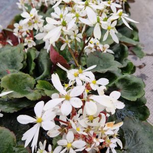 Saxifraga Dancing Pixies 'Thea'