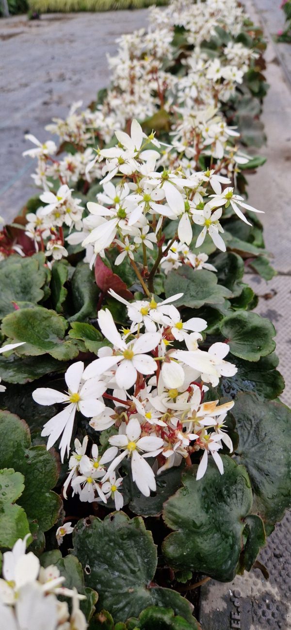 Saxifraga thea Saxifraga Dancing Pixies 'Thea'