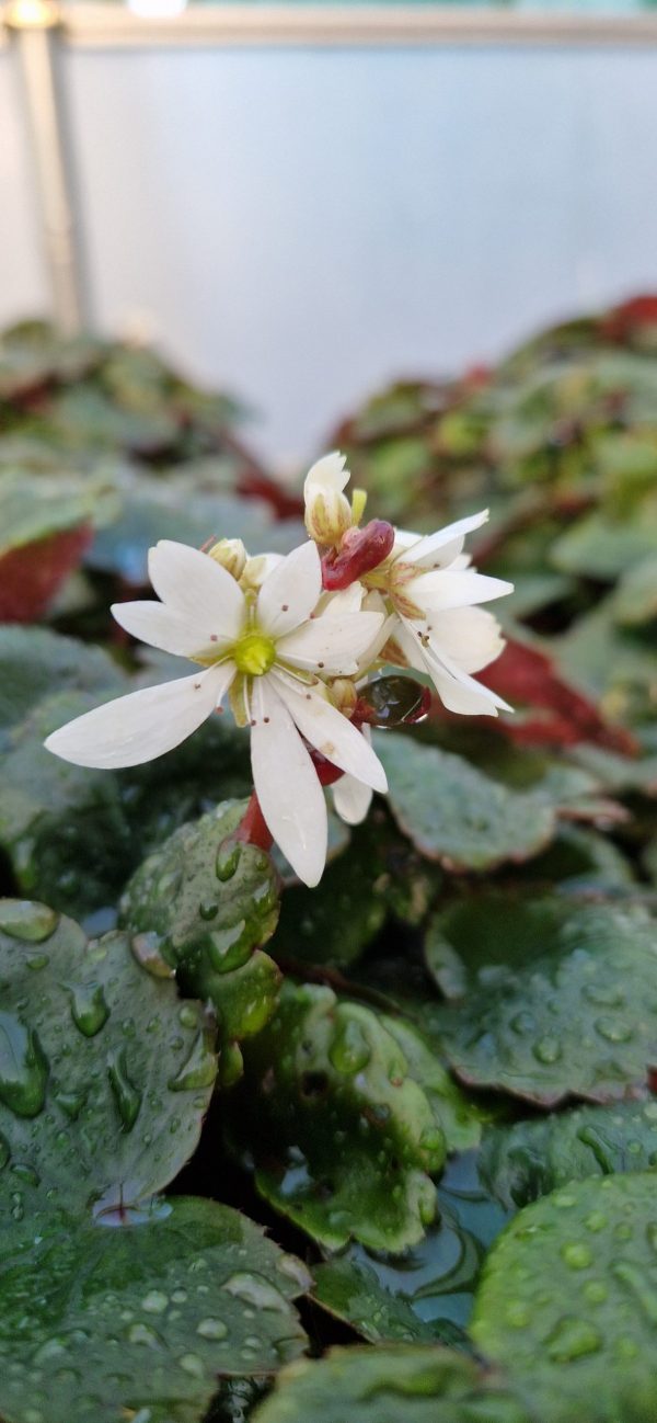 Saxifraga thea