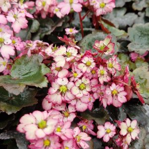 Saxifraga Dancing Pixies 'Tilda'