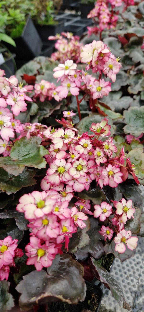 Saxifraga tilda Saxifraga Dancing Pixies 'Tilda'
