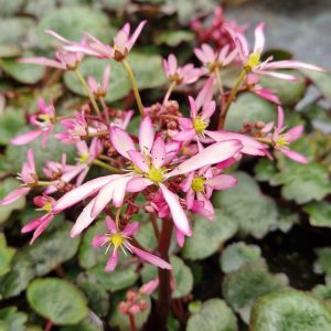Saxifraga Dancing Pixies 'Tini'