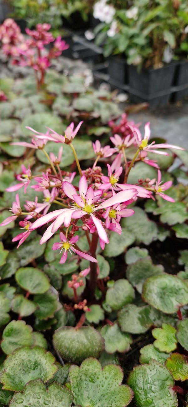 Saxifraga Dancing Pixies 'Tini'