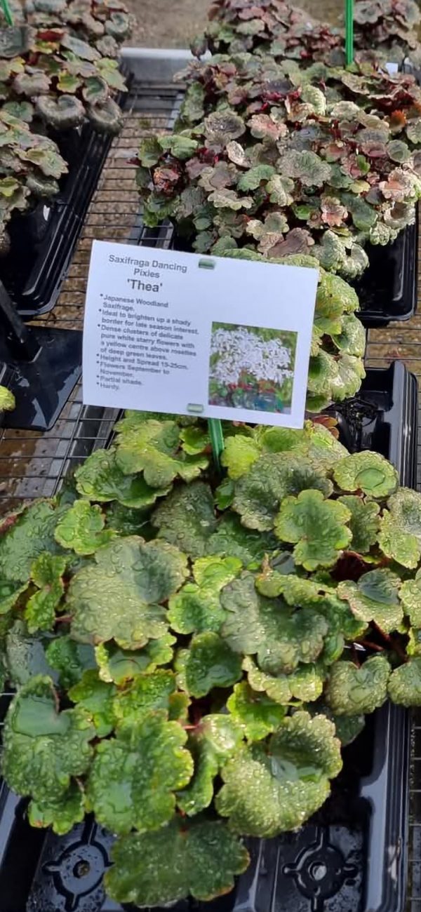 Screenshot_20241222_224424_Gallery