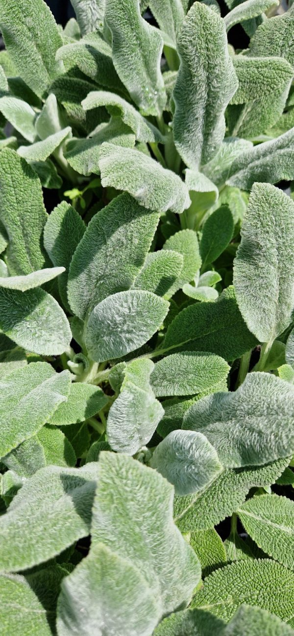 Stachys byzantina 'Silver Carpet'