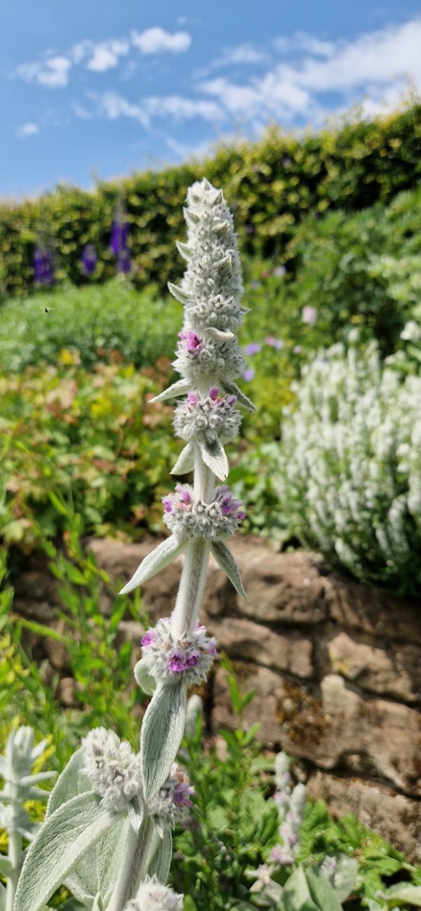 Stachys byzantina 'Silver Carpet'2