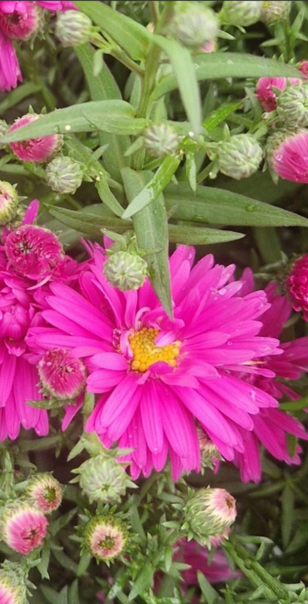 Symphyotrichum novi-belgii 'Neron'