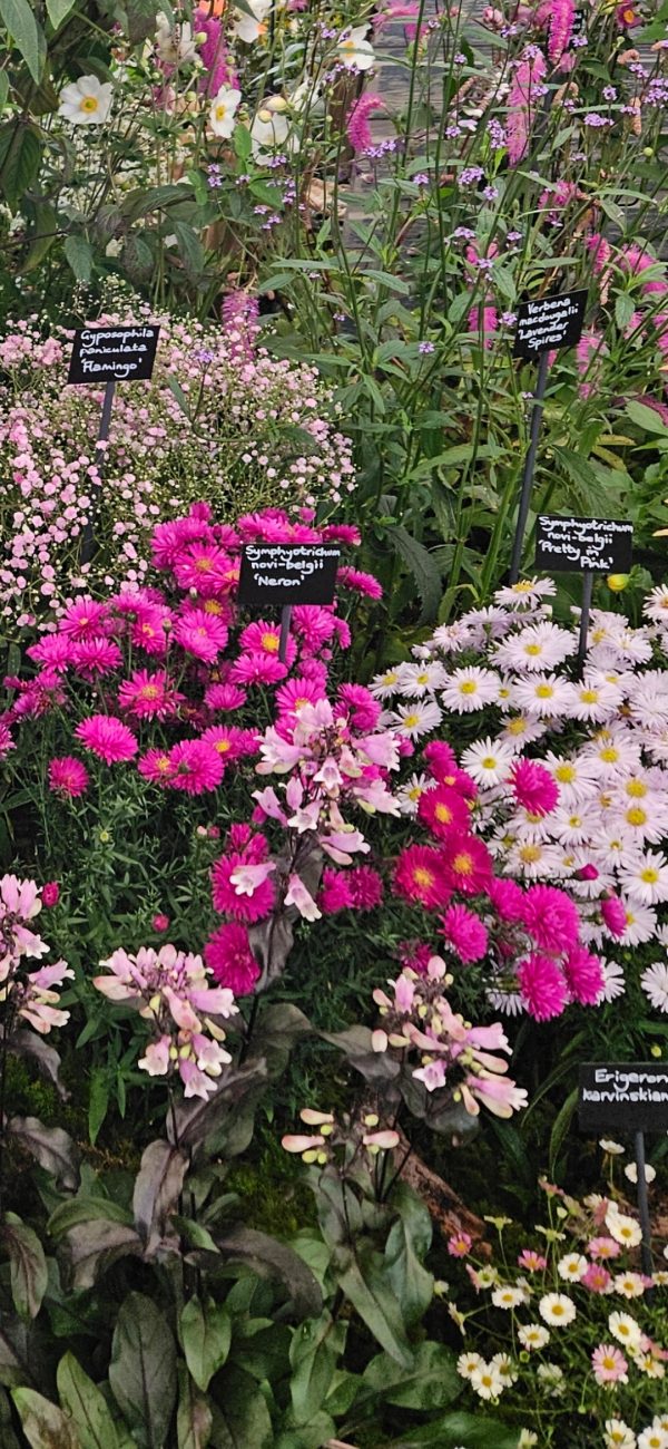 Symphyotrichum novi-belgii 'Neron' Symphyotrichum novi-belgii 'Neron'