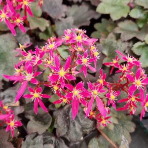 Saxifraga Dancing Pixies 'Taja'
