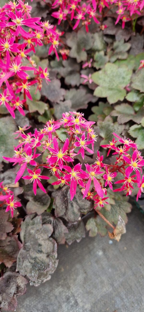 Saxifraga Dancing Pixies 'Taja'