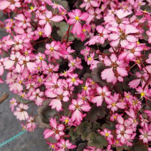 Saxifraga Dancing Pixies 'Toni'