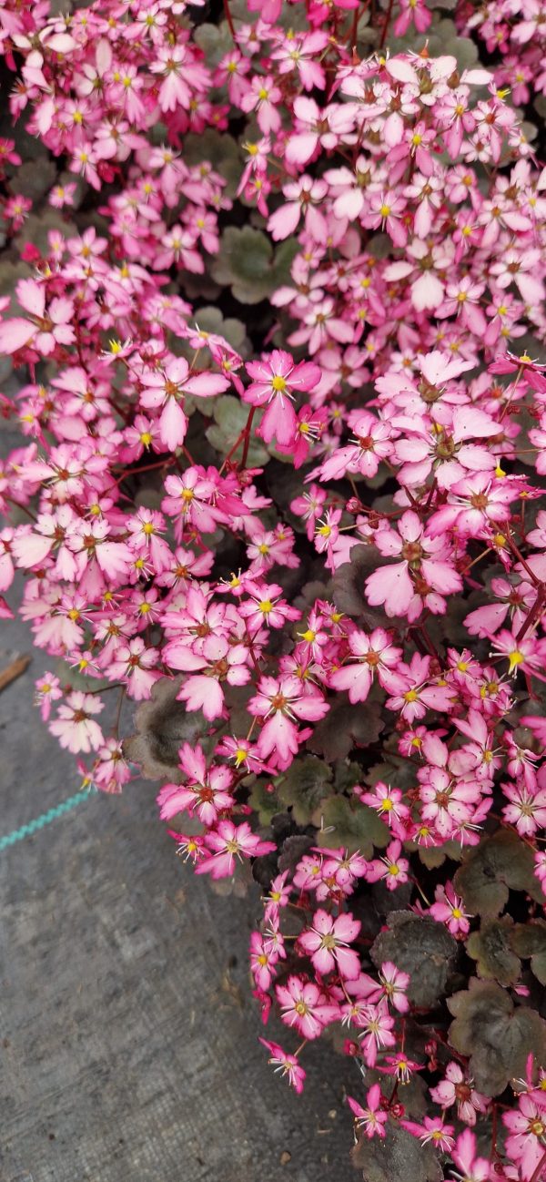 Saxifraga Dancing Pixies 'Toni'