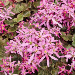 Saxifraga Dancing Pixies 'Twinkie'