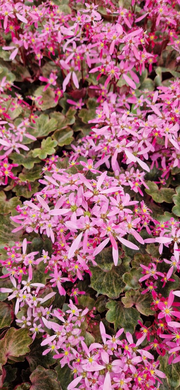 Saxifraga Dancing Pixies 'Twinkie'