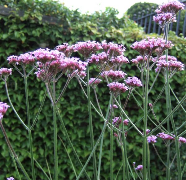 Verbena bonariensis