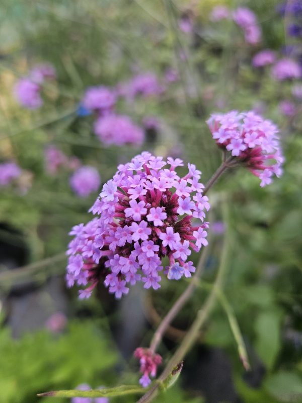 Verbena bonariensis Verbena bonariensis