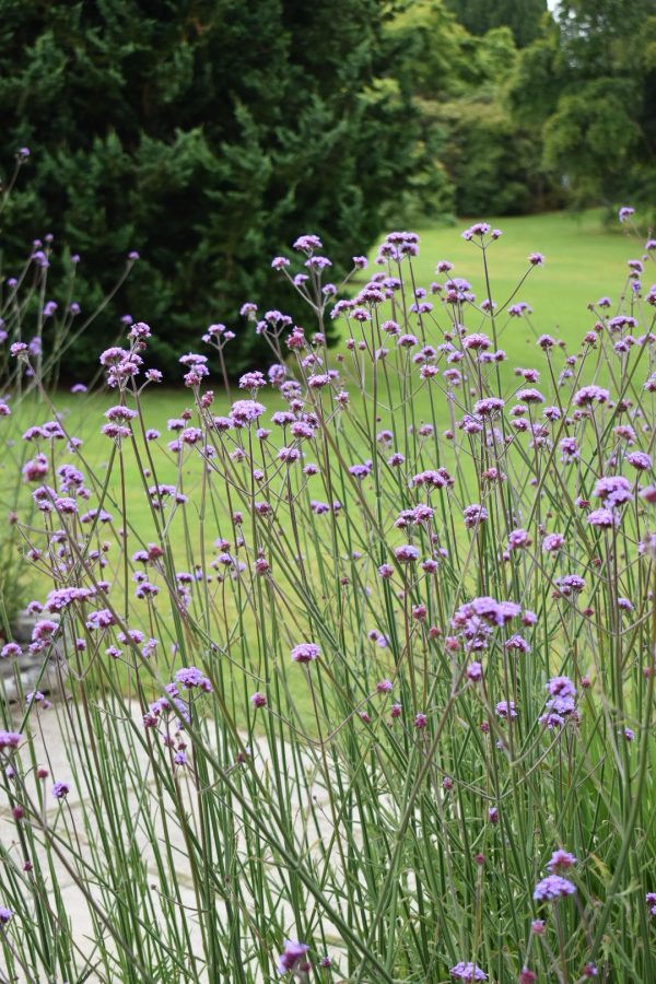 Verbena bonariensis2 Verbena bonariensis
