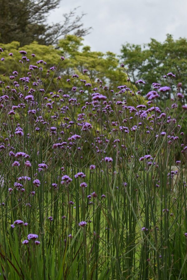 Verbena bonariensis3 Verbena bonariensis