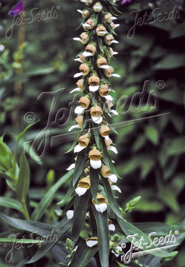 Digitalis trojana (Helen of Troy foxglove) Digitalis trojana (Helen of Troy foxglove)