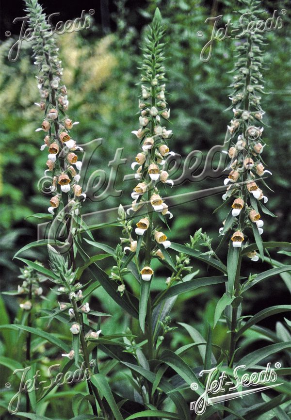 Digitalis trojana (Helen of Troy foxglove) Digitalis trojana (Helen of Troy foxglove)