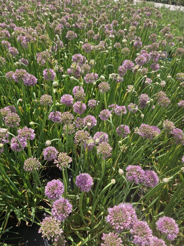 Allium 'Bubble Bath' Allium 'Bubble Bath'