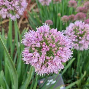 Allium 'Bubble Bath'
