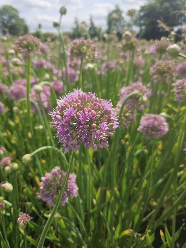 Allium 'Bubble Bath'2 Allium 'Bubble Bath'