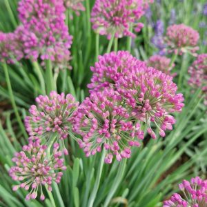 Allium 'Serendipity'