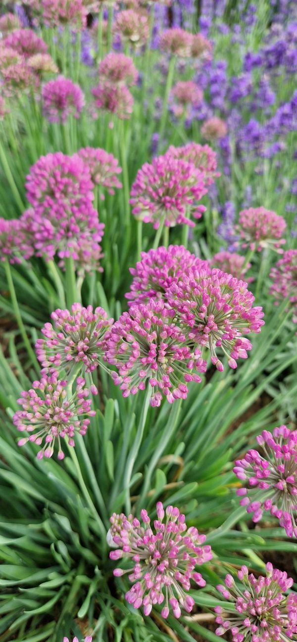 Allium 'Serendipity' Allium 'Serendipity'