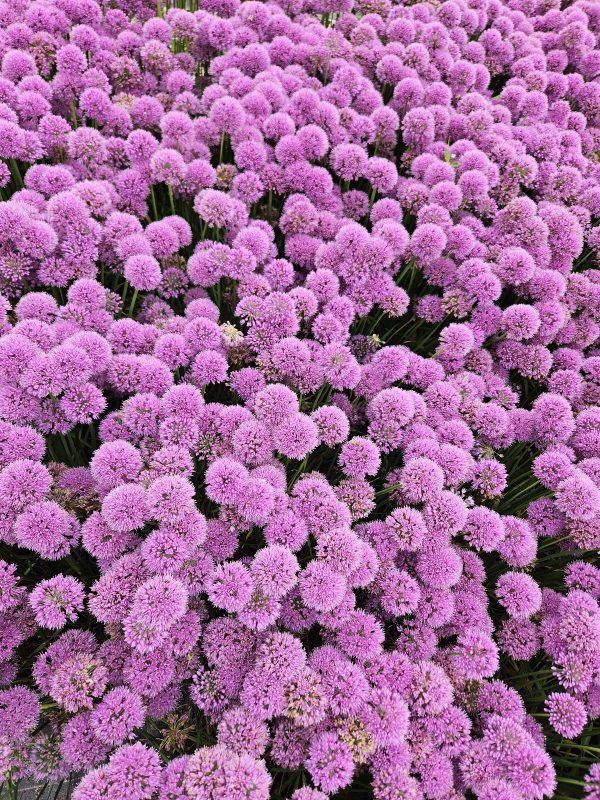 Allium 'Serendipity'2 Allium 'Serendipity'