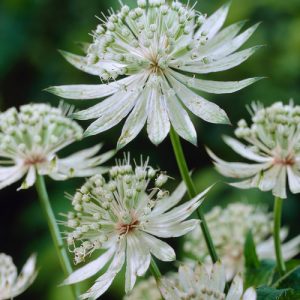 Astrantia 'Shaggy'