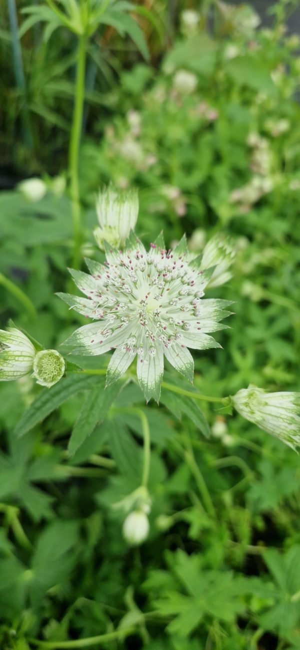 Astrantia 'Shaggy'