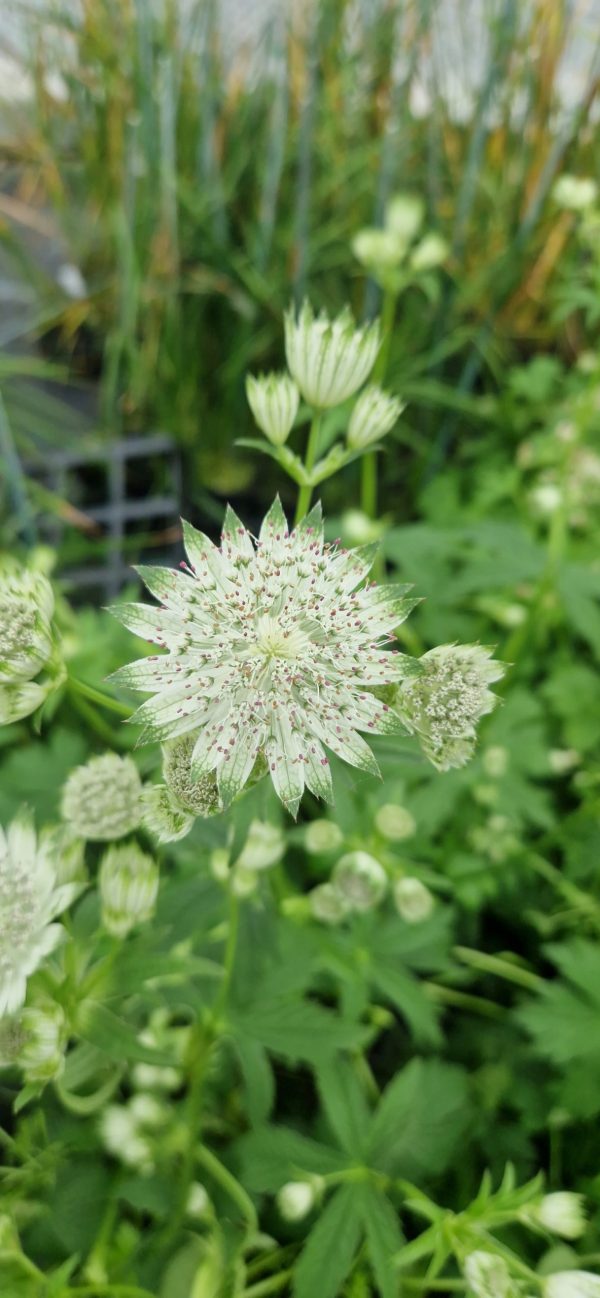 Astrantia 'Shaggy'