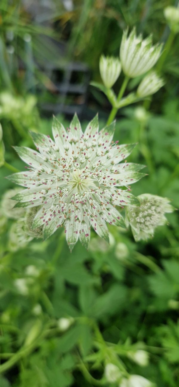 Astrantia 'Shaggy'