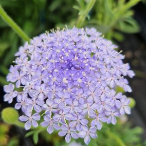 Didiscus 'Blue Lace'