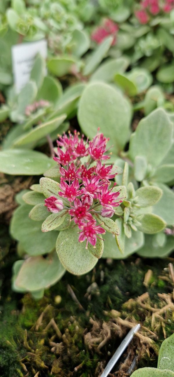 Hylotelephium 'Vera Jameson'