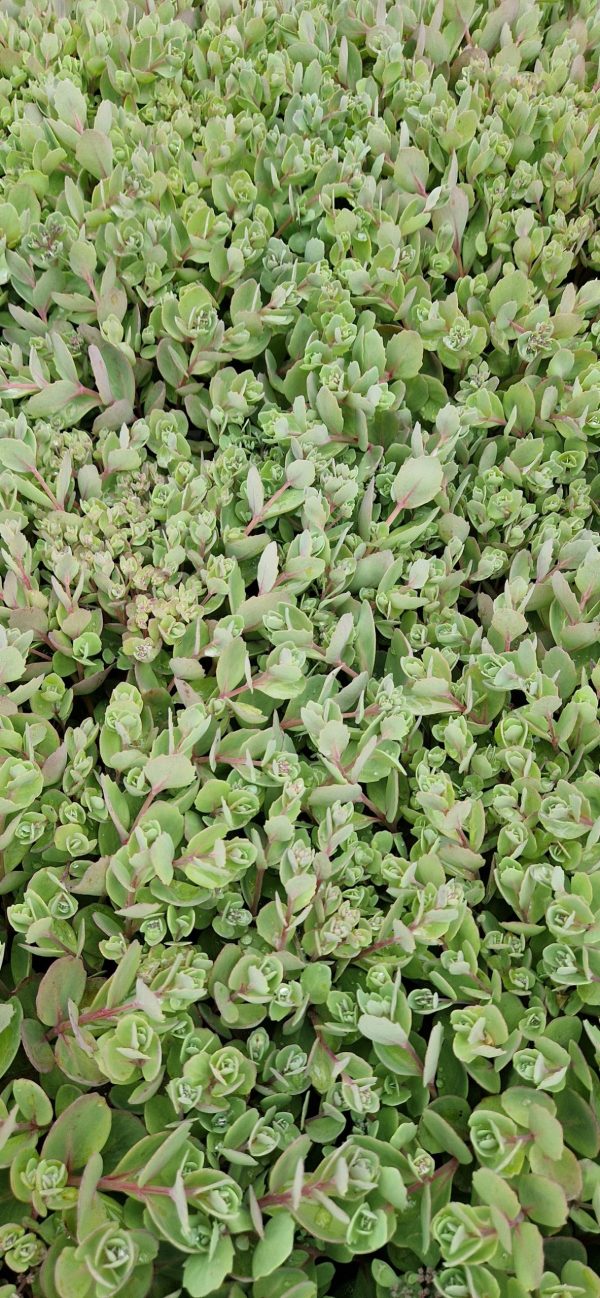 Hylotelephium 'Vera Jameson'2